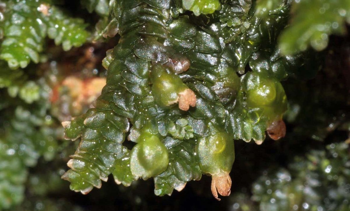 Plantas hepáticas qué son, características, cuidados y tipos